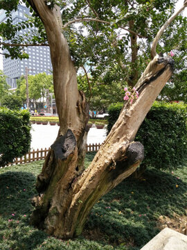 花 樹 枝 樹葉 葉子 綠色