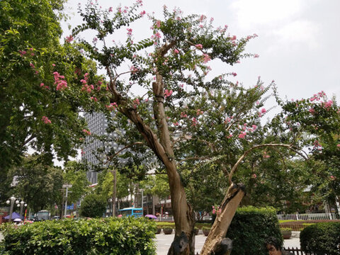 花 樹 枝 樹葉 葉子 綠色
