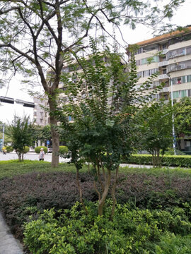 花 樹 枝 樹葉 葉子 綠色