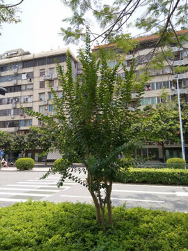 花 樹 枝 樹葉 葉子 綠色