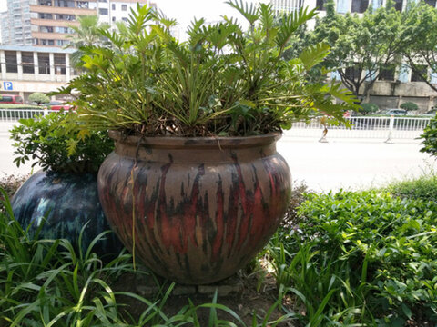 花 樹 枝 樹葉 葉子 綠色