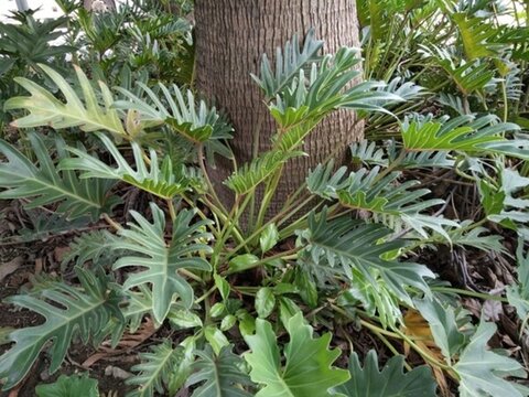 花 樹 枝 樹葉 葉子 綠色