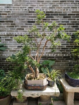 花 樹 枝 樹葉 葉子 綠色