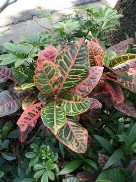 花 樹 枝 樹葉 葉子 綠色