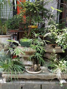 花 樹 枝 樹葉 葉子 綠色