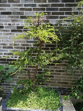 花 樹 枝 樹葉 葉子 綠色