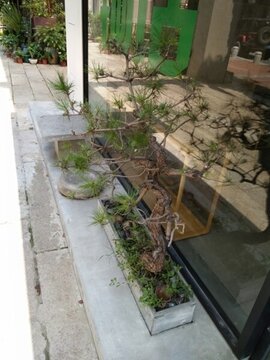 花 樹 枝 樹葉 葉子 綠色