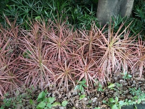 花 樹 枝 樹葉 葉子 綠色