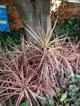 花 樹 枝 樹葉 葉子 綠色