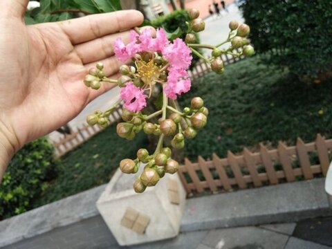 花 樹 枝 樹葉 葉子 綠色