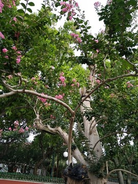 花 樹 枝 樹葉 葉子 綠色