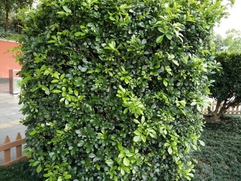 花 樹 枝 樹葉 葉子 綠色