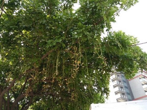 花 樹 枝 樹葉 葉子 綠色