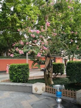 花 樹 枝 樹葉 葉子 綠色