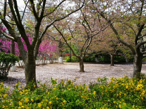 春季 青島 中山公園