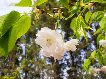 青島 中山公園 櫻花 雙櫻花
