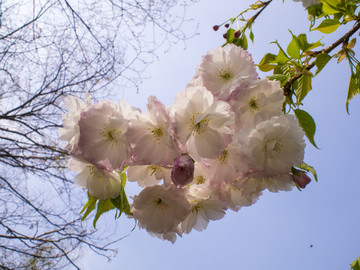 青岛 中山公园 樱花 双樱花