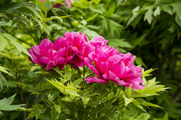 菏澤 曹州牡丹園 牡丹花