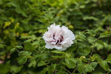 菏澤 曹州牡丹園 牡丹花