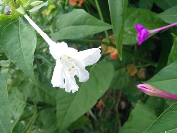 胭脂花