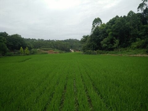 田野