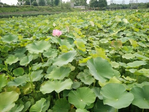荷花