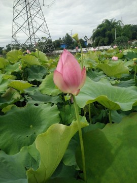 荷花