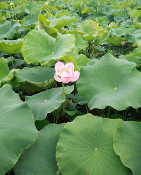 荷花