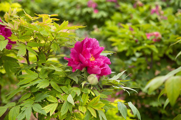 菏澤 曹州牡丹園 牡丹花