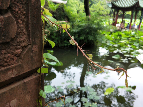 蘇州園林景觀