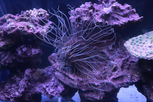 海洋生物