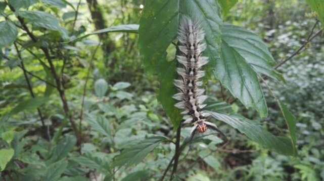 昆蟲