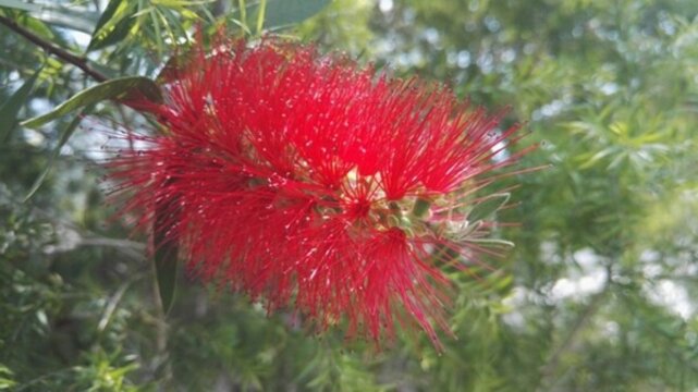 花卉