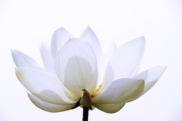 荷花 白蓮花