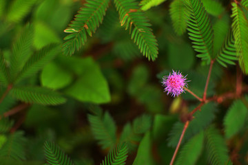 HT開粉色花的含羞草001