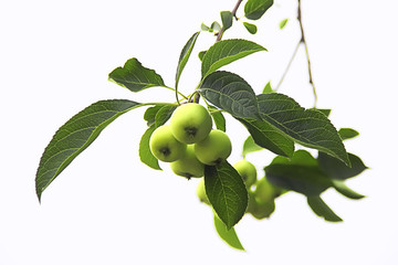蘋(píng)果枝條