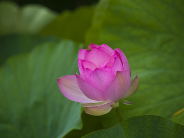 青島 中山公園 荷花