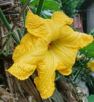 南瓜花 花朵