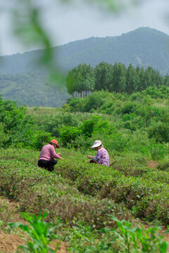 高清 茶葉 茶園 中國茶葉