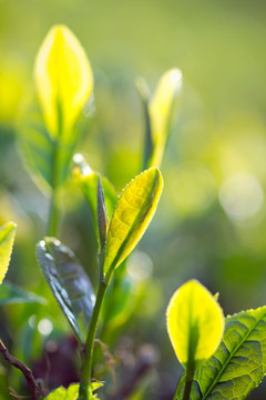高清 茶葉 茶園 中國茶葉