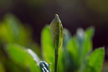 高清 茶葉 茶園 中國(guó)茶葉