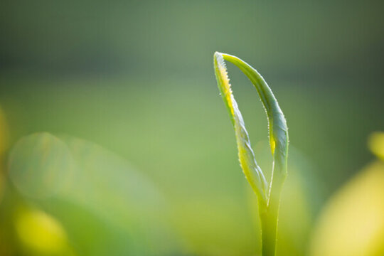 高清 茶葉 茶園 中國(guó)茶葉