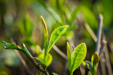 高清 茶葉 茶園 中國茶葉