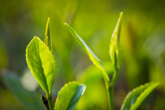 高清 茶葉 茶園 中國(guó)茶葉