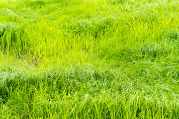 荒草地