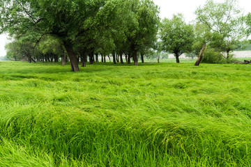 樹林綠草