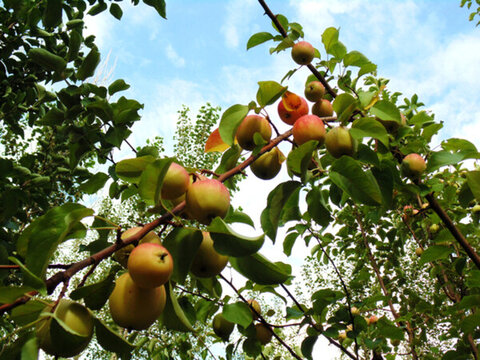果園蘋(píng)果