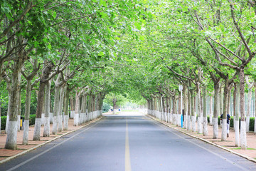 林蔭道