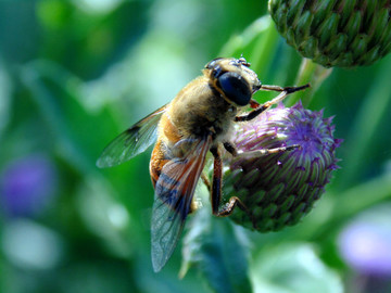 蜜蜂覓食