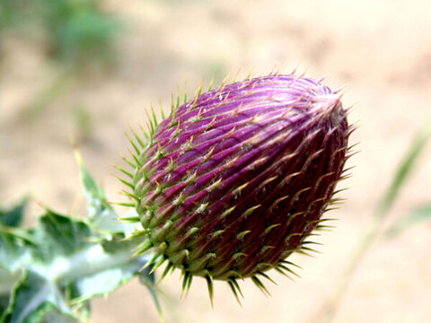 鰭薊